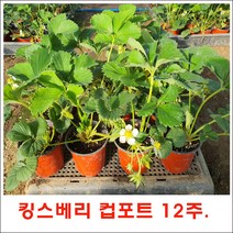 킹스베리 딸기모종 (컵포트 성묘) 12주 판매., <킹스베리 컵포트 12주>” class=”wr-img”></a></div>
</div>
</div>
</div>
<div class=
