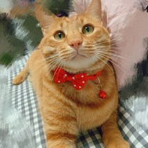 모스트 [무배]고양이 리본 방울 목걸이 애견 방울 리본달린 목걸이, 연핑크(리본)