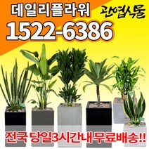 개업축하화분배달 개업식 인테리어식물 집들이 선물 금전수 스투키 산세베리아 만냥금 뱅갈고무나무 떡갈나무 알로카시아 소철 극락조 파키라 거실화분 실내화초, (선택93)마리안느