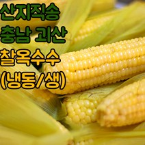 산지직송 괴산 대학 찰 옥수수 냉동옥수수 삶은옥수수 햇옥수수, 냉동_삶은찰옥수수_5팩(15개)