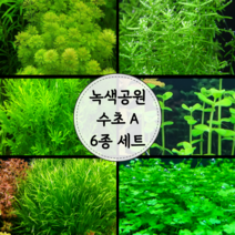 [수초마트] 녹색 공원 수초A 6종 세트 (30줄기)