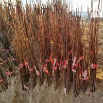 [모든원예조경] 산초나무 묘목 (20주묶음) 1년생 특묘 산초묘목 약용수