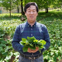 맛있고 싱싱한 산마늘 명이나물 장아찌 500g