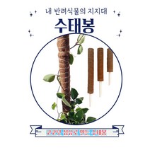 수태봉 식물지지대 연결형 슬림형 몬스테라 원예 홈가드닝 만들기 넛봉 넝쿨식물, 누리마켓 40cm