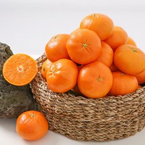 제주도 대포감귤 비가림 조생 감귤 고당도 노지 밀감 5kg 대포밀감 대포귤, 대포밀감 S사이즈 5kg