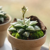 하월시아 옵투사 19종, 17 머스캣(대)