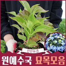 수국나무 묘목 11종모음 갤럭시 웨딩부케 쿠레나이 홍매 캔디 별수국 은하수 무희 환희 엔들레스썸머 메구미, 11.엔드레스썸머 메구미