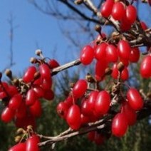 산수유열매건재 150g