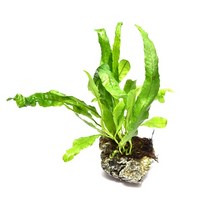 헬로아쿠아 모음)심쿵 수초아이템 160종 쉬운수초 어항장식 열대어 어항꾸미기 수족관꾸미기, 84번) 풍경석 미크로활착 주먹크기