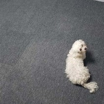데코쿡 반려동물카페트 애견카페트 애견매트, 진회색