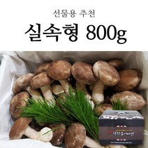 경북 영양 무농약 명품 착한 송이버섯 송이향 표고맛 버섯 가정용 선물용 500g 800g, 1box, 실속형 500g