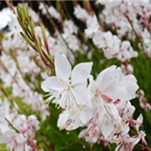 지엘파크 흰색바늘꽃50포트 모종 여름개화 흰색 3치포트 정원