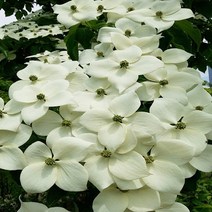 NS산딸나무 실생1년(특)뿌리묘(5주)