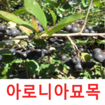 (성실G)블렉초크베리(아로니아)묘목 삽목4년(분) 2그루