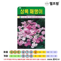 헬프팜 상록패랭이 500립 꽃씨 씨앗 종자 아람종묘