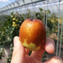 (백프로 품질보증제) 사과대추 GAP인증, 대사이즈 2KG, 1개