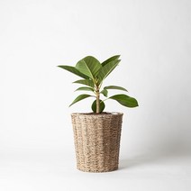 푸른베란다 공기정화식물 뱅갈고무나무+왕골라탄바구니+받침 세트, 뱅갈고무나무 +왕골라탄바구니 +받침세트, 미선택(농장화분출고), 미선택