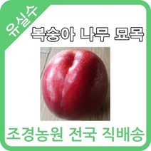 대한조경농원 복숭아 나무 묘목 (1년생 5주묶음)[장호원황도 엘바토 천중도 경봉(오도로끼) 신선 신비 후레부탄 선프레이 천홍 레드골드 환타지아 오월도 슈퍼골드 신품종 설홍 수미 유미 스위트퀸 엘로드림], (신품종) 엘로드림 5그루