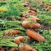 유기농 무농약 흙당근 3kg 5kg 중소 특대 국내산 당근 쥬스용 주스용, 흙당근 중소 3kg