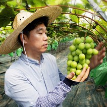 김천 포도장인 샤인머스켓 특등급, 실속 1kg (2~3송이), 1개