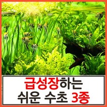 수초하우스) 급성장하는 쉬운 수초 3종 세트, 1세트(총22줄기)