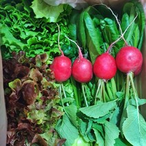 농장직송 모듬쌈채소 1kg 꽃상추 로메인 적겨자 청경채 래디쉬 비타민 당일수확 배송, 쌈채소2kg