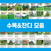 수목 잔디 씨앗 커피나무 비타민나무 라일락 잔디, 11.회양목