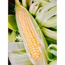 [사전예약 출고예상5월20일]제주해풍 맞고자란 초당옥수수 20브릭스이상 미니20개, [사전예약]해풍맞고자란 초당옥수수 미니20개