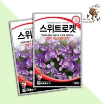 스위트로켓 100립 세계종묘 화훼류 씨앗, 1개