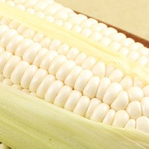 강원도 정선 햇 옥수수 미백 찰옥수수 산지직송 (15cm ~ 20cm 내외), 30개입