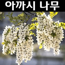 아까시나무 묘목 실생1년 플러그묘 5개/정원/공원/조경수