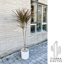 실내에서 키우기 쉬운 인테리어 화분 드라세나 레인보우 마지나타 - 서울지역 무료배송!!!, 서울 지역