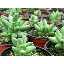 천대전송