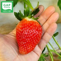 킹스베리 생딸기 딸기제철 1kg, 킹스베리_대왕특(55g이상)