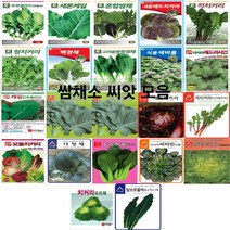 코리아팜 쌈채류 씨앗/로켓셀러드(루꼴라)/새론케일/혼합쌈채/새론레드치커리/적치커리/청치커리/백경채/고려몸짱청경채/식용색비름 2g/레드러시안케일/만추콜라드케일/맛짱케일/레드치커리, 11.아시아종묘-만추콜라드케일 10g