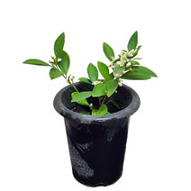 귤나무 묘목 귤나무화분 향기나는식물 향기나는꽃 16