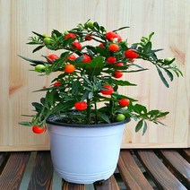 [용이네 화원] 송알송알 옥천앵두 099 화원 농원, 1개