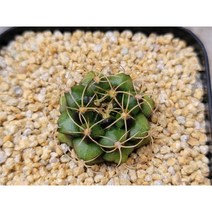 선인장/담시-1680 아프리카농장