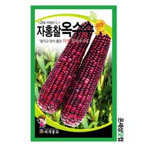 자홍찰옥수수 150립 / 옥수수씨앗 찰옥수수씨 종자 자색 옥수수 씨앗 주말농장 베란다텃밭