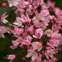목하원예조경 말발도리 민첩빈도리 말발도리나무 묘목 (유키체리블라썸) 6치포트묘 개화주