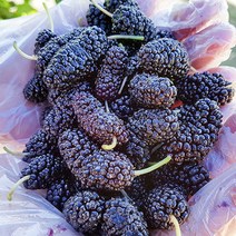 고창 특품 과상 2호 냉동 오디 4kg(트레이) / 고창오디 오디 냉동오디 특품 오디