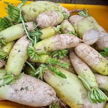 강원도 삽당령 고랭지 채소 무 5kg 10kg 크기혼합 깍두기 무생채용, 무우(크기혼합) 5kg, 1개