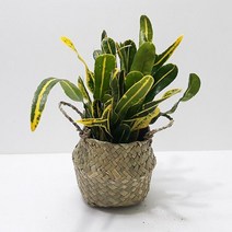 바나나크로톤 크론톤키우기 크론톤 바나나크로톤 해초바구니 집에서키우기쉬운식물 (제스트)_973EA, 본상품선택