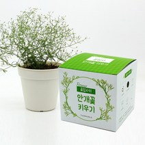 꽃집사 안개꽃 키우기 _20220921EA, 상세페이지 참조, 상세페이지 참조, 상세페이지 참조
