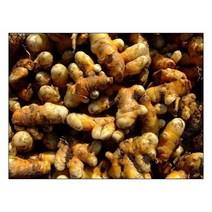 (원진약초농원) 울금종자 3kg/강황종자/울금종근/강황종근