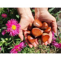 22년 햇밤 공주 정안 알밤 국내산 생밤 100%, [칼집 X] 공주 알밤 4Kg, 1개