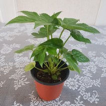 미니 팔손이(S) 2020 새상품