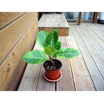 그린플랜트 공기정화식물 뱅갈고무나무 1+1