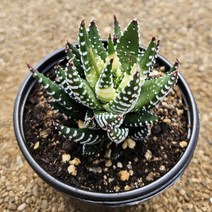 [다육식물]월동자(약), 1개