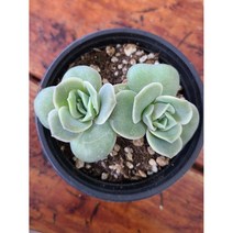 (둥이다육) 러블리로즈